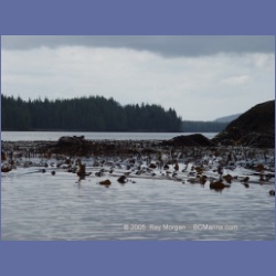 2005_1745_Porcher_Inlet_Kitkatla_Inlet.html