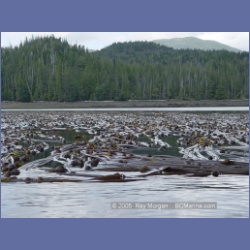 2005_1747_Porcher_Inlet_Kitkatla_Inlet.html