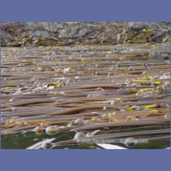 2005_1749_Porcher_Inlet_Kitkatla_Inlet.html