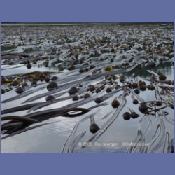 2005_1750_Porcher_Inlet_Kitkatla_Inlet.html