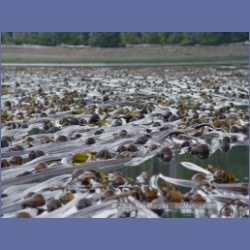 2005_1751_Porcher_Inlet_Kitkatla_Inlet.html