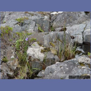 2006_1667_Porcupine_Bay_Chichagof_Island.JPG