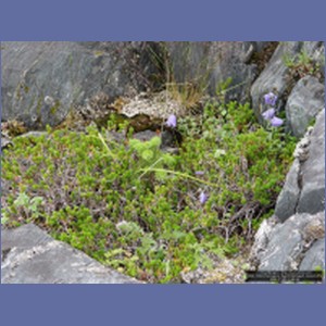 2006_1669_Porcupine_Bay_Chichagof_Island.JPG