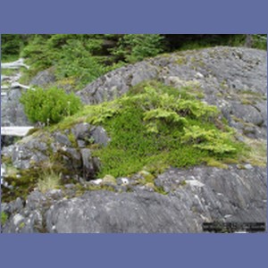 2006_1672_Porcupine_Bay_Chichagof_Island.JPG