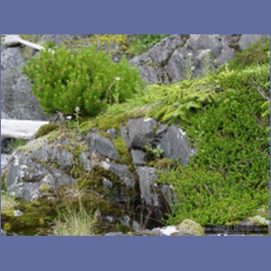 2006_1673_Porcupine_Bay_Chichagof_Island.JPG