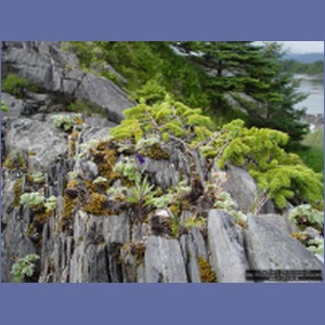 2006_1694_Porcupine_Bay_Chichagof_Island.JPG