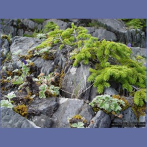 2006_1695_Porcupine_Bay_Chichagof_Island.JPG