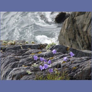 2006_1696_Porcupine_Bay_Chichagof_Island.JPG
