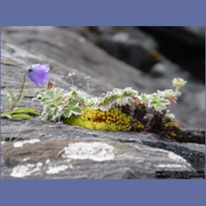 2006_1698_Porcupine_Bay_Chichagof_Island.JPG