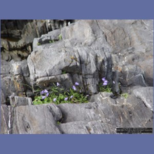 2006_1701_Porcupine_Bay_Chichagof_Island.JPG