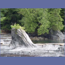 2003_2420_Port_Renfrew.html