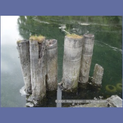 2003_4828_Potts_Lagoon_Cracroft_Island.html