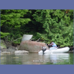 2003_4833_Potts_Lagoon_Cracroft_Island.html