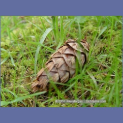 2003_1450_Princess_Cove_Wallace_Island.html