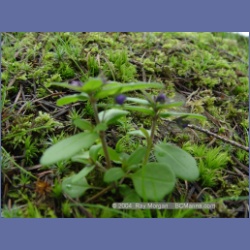 2003_1451_Princess_Cove_Wallace_Island.html