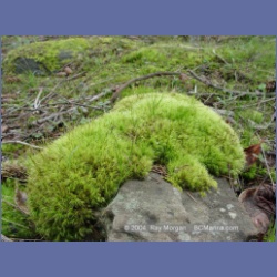 2003_1452_Princess_Cove_Wallace_Island.html