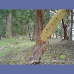 2003_1453_Princess_Cove_Wallace_Island.html