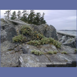 2001_139_Spider_Island_Queens_Sound.html