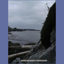 2001_156_Swordfish_Bay_Queens_Sound.html