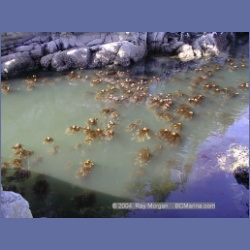 2000_454_Rivers_Inlet.html