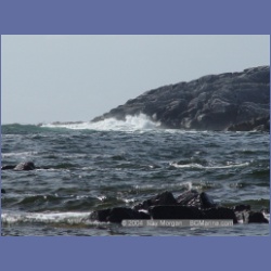 2004_7000_Rudolf_Bay_Price_Island.html