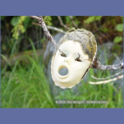 2004_7004_Rudolf_Bay_Price_Island.html