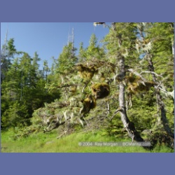 2004_7021_Rudolf_Bay_Price_Island.html