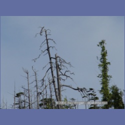 2004_7025_Rudolf_Bay_Price_Island.html