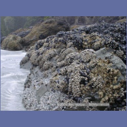 2002_315_Rugged_Point_KyuquotSound.html