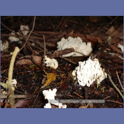 2005_0006_Ruxton_Island.html