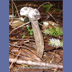 2005_0007_Ruxton_Island.html