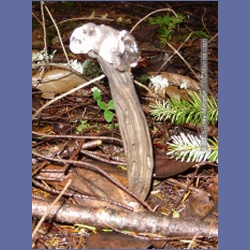 2005_0051_Ruxton_Island.html