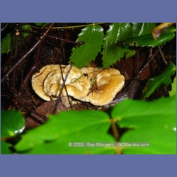 2005_0052_Ruxton_Island.html