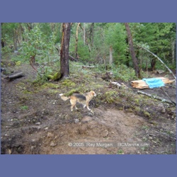 2005_0056_Ruxton_Island.html