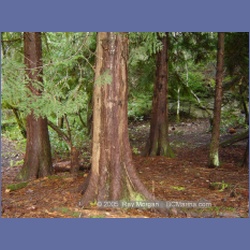 2005_0073_Ruxton_Island.html