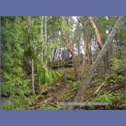 2005_0264_Ruxton_Island.html