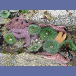 2004_6787_Sans_Peur_Passage_Cultus_Sound.html