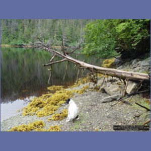2006_2081_Scow_Bay_Beauchamp_Island_AK.JPG