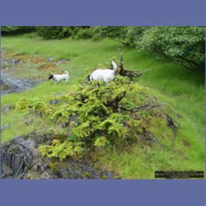 2006_2107_Scow_Bay_Beauchamp_Island_AK.JPG