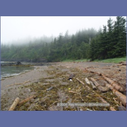 2003_3839_Sea_Otter_Cove.html