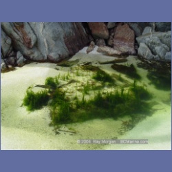 2004_6762_Serpent_Group_Kildidt_Sound.html