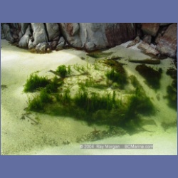 2004_6763_Serpent_Group_Kildidt_Sound.html