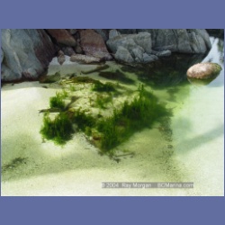 2004_6764_Serpent_Group_Kildidt_Sound.html