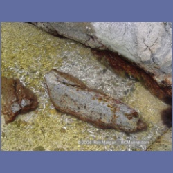 2004_6770_Serpent_Group_Kildidt_Sound.html