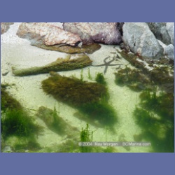 2004_6777_Serpent_Group_Kildidt_Sound.html