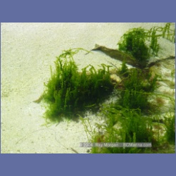 2004_6778_Serpent_Group_Kildidt_Sound.html