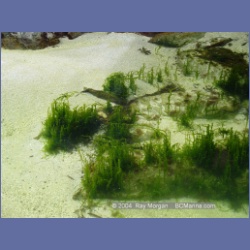 2004_6779_Serpent_Group_Kildidt_Sound.html
