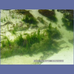 2004_6780_Serpent_Group_Kildidt_Sound.html