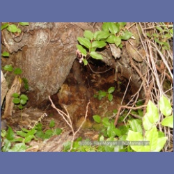 2005_0761_Houghton_Woodlot_Seymour_Inlet.html