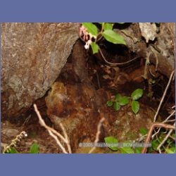 2005_0762_Houghton_Woodlot_Seymour_Inlet.html